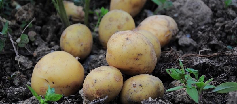 Эксперимент с магазинным картофелем: неожиданный урожай Эксперимент с магазинным картофелем: неожиданный урожай