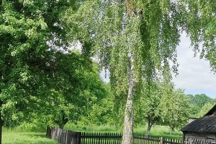 Как правильно собрать берёзовый сок, не навредив дереву Как правильно собрать берёзовый сок, не навредив дереву