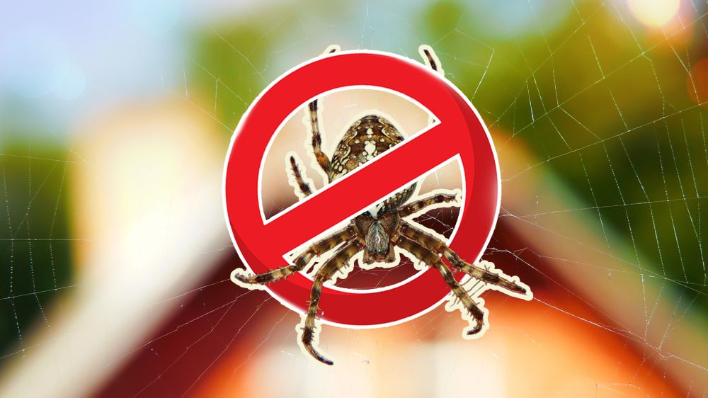 Устали от паутинки на потолке? Вот что поможет! Устали от паутинки на потолке? Вот что поможет!