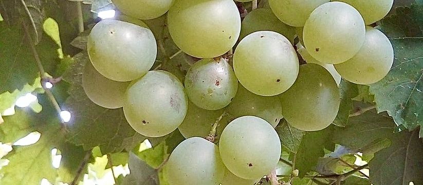 Весенний уход за виноградом: как разбудить лозу и получить богатый урожай Весенний уход за виноградом: как разбудить лозу и получить богатый урожай