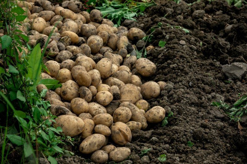 Необычный метод посадки картофеля: секреты белорусских огородников Необычный метод посадки картофеля: секреты белорусских огородников