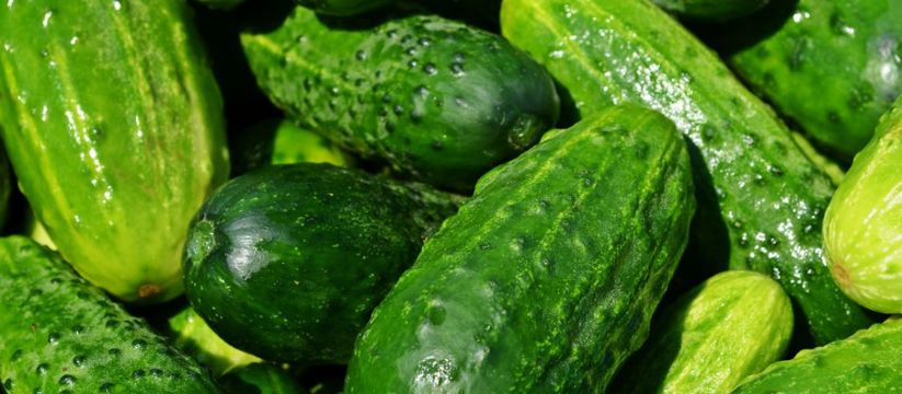 Как вырастить огурцы в любых условиях: секрет двухкомпонентной подкормки Как вырастить огурцы в любых условиях: секрет двухкомпонентной подкормки