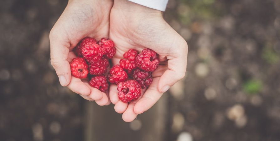Как увеличить урожай малины и защитить её от вредителей Как увеличить урожай малины и защитить её от вредителей