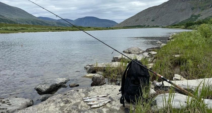 Карась на прикорму за копейки: секрет уловистой рыбалки Карась на прикорму за копейки: секрет уловистой рыбалки