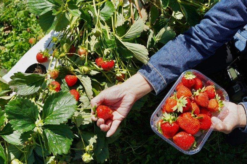 Секреты урожайной клубники: как правильно подкормить в мае Секреты урожайной клубники: как правильно подкормить в мае