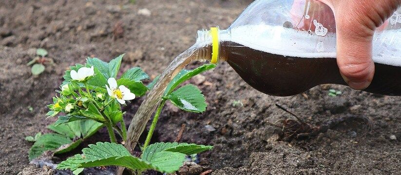 Секрет богатого урожая клубники: как правильно подкормить клубнику в мае Секрет богатого урожая клубники: как правильно подкормить клубнику в мае