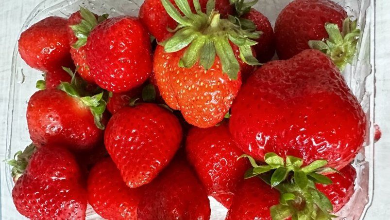 Натуральное удобрение для клубники: ягоды как на подбор! Натуральное удобрение для клубники: ягоды как на подбор!