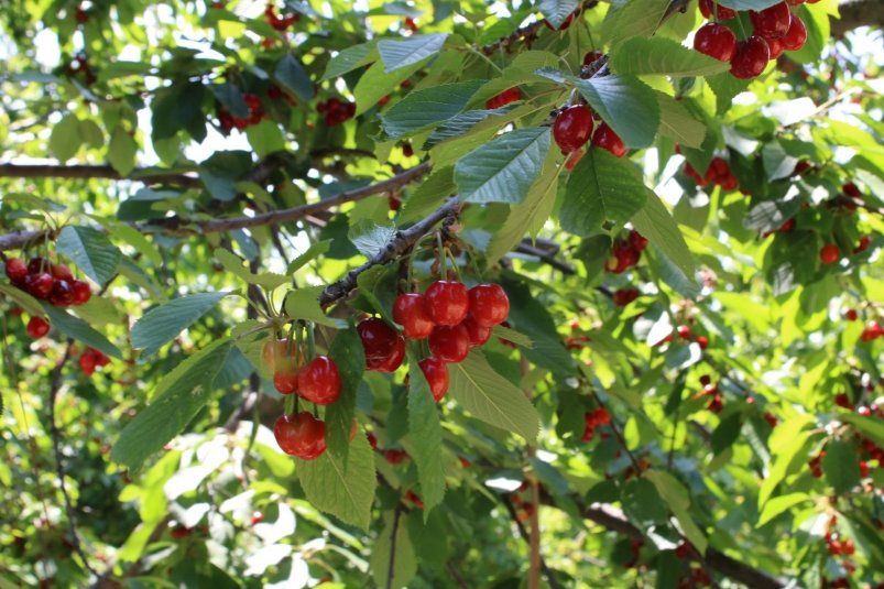 Секрет крупных и сочных вишен: удобрение из яичной скорлупы Секрет крупных и сочных вишен: удобрение из яичной скорлупы