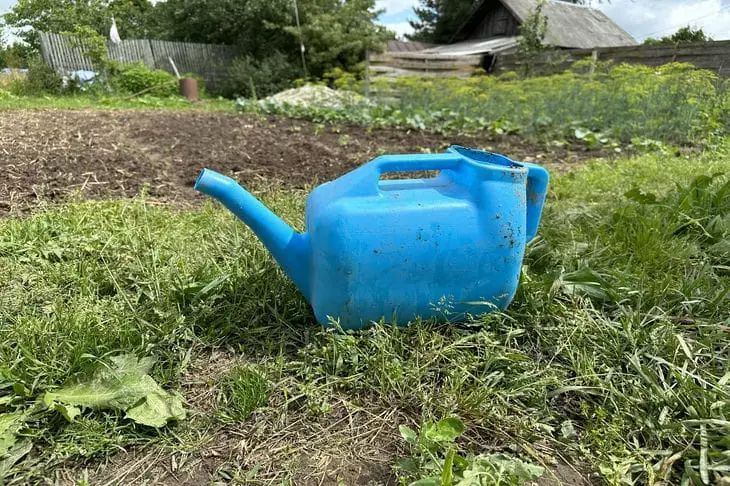 Почему утренний полив может стать роковой ошибкой для вашего огорода Почему утренний полив может стать роковой ошибкой для вашего огорода