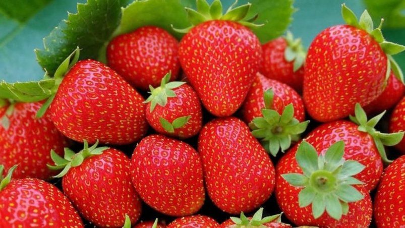 Волшебное средство для клубники: как оживить ягодные кусты Волшебное средство для клубники: как оживить ягодные кусты