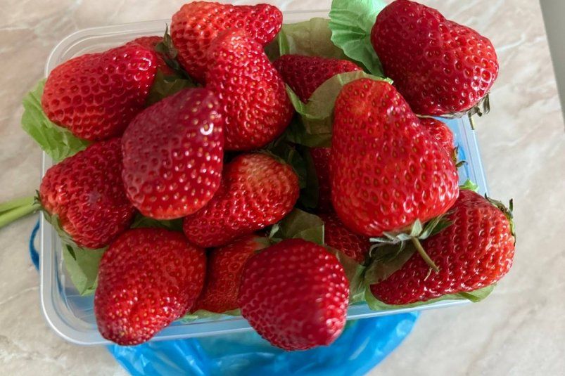 Как обеспечить богатый урожай крупной и ароматной клубники: секрет финальной подкормки Как обеспечить богатый урожай крупной и ароматной клубники: секрет финальной подкормки