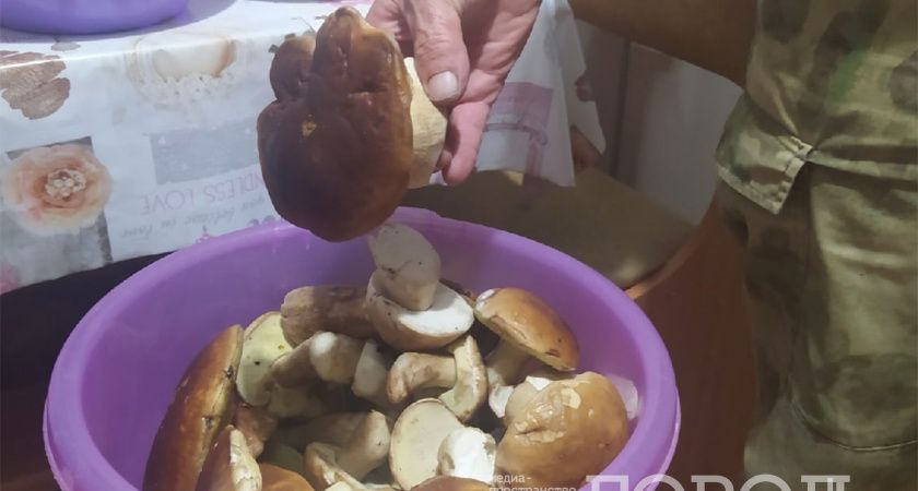 Как отпугнуть комаров и мошкару в лесу и на даче с помощью лесного гриба Как отпугнуть комаров и мошкару в лесу и на даче с помощью лесного гриба