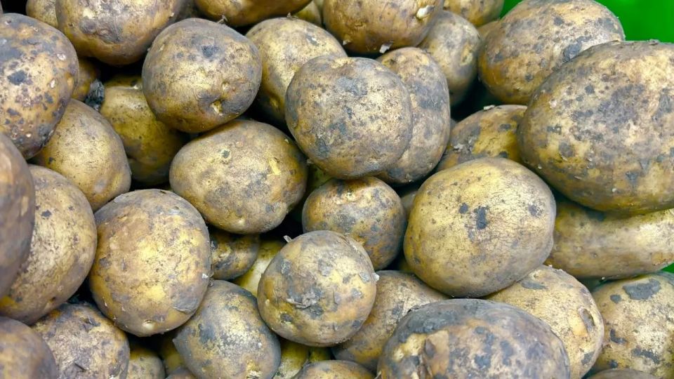 Секрет двойного урожая: как повысить урожайность картофеля с помощью соседей по грядке Секрет двойного урожая: как повысить урожайность картофеля с помощью соседей по грядке