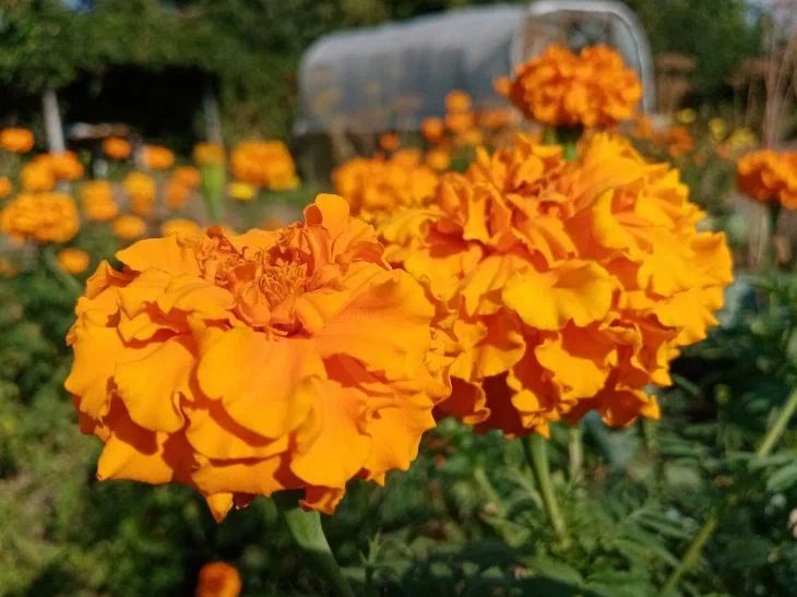 Как продлить цветение бархатцев до ноября: секрет опытных садоводов Как продлить цветение бархатцев до ноября: секрет опытных садоводов