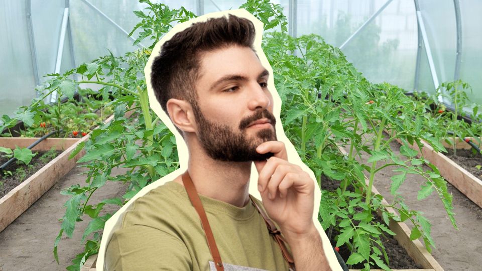 Успейте подготовить участок: какие растения не стоит сажать после болезненных помидоров Успейте подготовить участок: какие растения не стоит сажать после болезненных помидоров