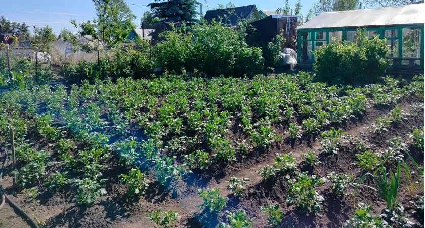 Как увеличить урожай картофеля: секреты соседства растений и подкормки Как увеличить урожай картофеля: секреты соседства растений и подкормки