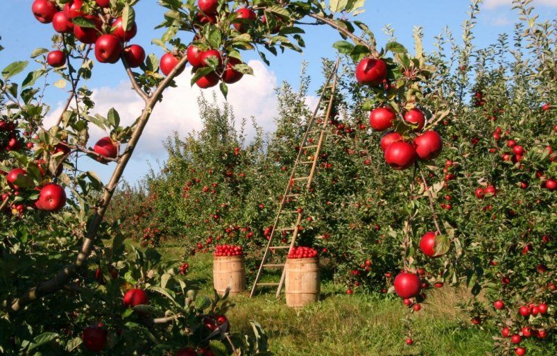 Как увеличить урожай яблок и груш в три раза: секрет посадки на камень Как увеличить урожай яблок и груш в три раза: секрет посадки на камень
