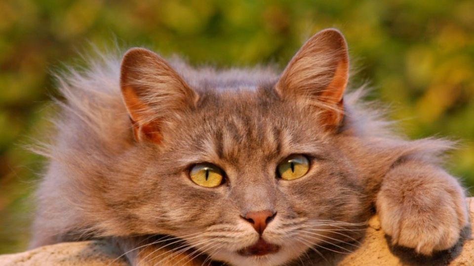 Коты для пожилых: почему выбор падает на усатых-полосатых и почему это научно обосновано Коты для пожилых: почему выбор падает на усатых-полосатых и почему это научно обосновано