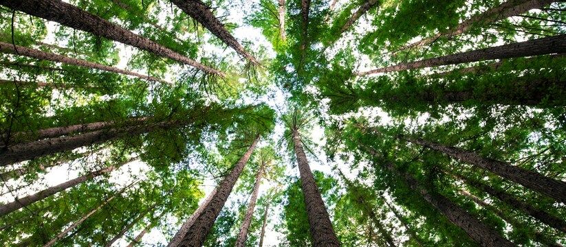 Какие деревья не стоит сажать рядом с домом: народные приметы и их влияние на атмосферу Какие деревья не стоит сажать рядом с домом: народные приметы и их влияние на атмосферу