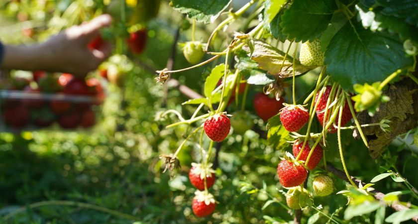 Как увеличить урожай клубники: простые и эффективные методы