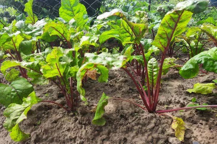 Секреты июльского полива моркови и свёклы: как вырастить сладкие и сочные корнеплоды