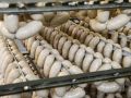 Челябинский мясокомбинат сократил прибыль в 7,5 раз: что стоит за резким падением?
