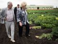 Сезон 2025: надежды аграриев на спасение картофельных плантаций