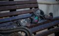 У птенцов свой путь: в Челябинской области призывают не трогать слетков