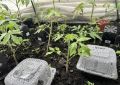 Челябинская пенсионерка делится креативным способом выращивания томатов с использованием упаковки от суши